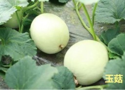 娱乐吃瓜酱玉,揭秘娱乐圈背后的故事与真相