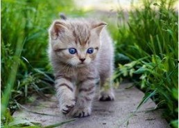 娱乐吃瓜酱猫尾巴,揭秘娱乐圈那些不为人知的幕后故事