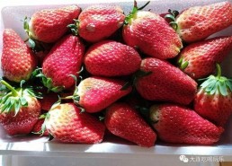 娱乐吃瓜君草莓,揭秘娱乐圈那些不为人知的幕后故事