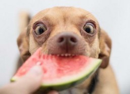 吃瓜娱乐小狗,小狗带你领略萌宠界的欢乐时光