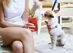 娱乐吃瓜酱狗餐馆,一场跨界美食盛宴