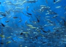 一线吃瓜娱乐圈by海底,海底视角下的“一线吃瓜”众生相