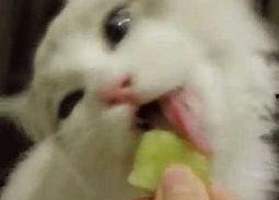 娱乐吃瓜猫捉鸟是真的吗,娱乐吃瓜猫捉鸟事件，真相究竟如何？