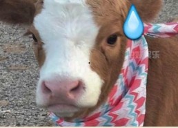 娱乐吃瓜酱发火,揭秘娱乐圈背后真相！