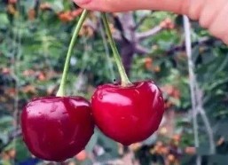 红色娱乐吃瓜视频怎么做,热门话题背后的真相与笑料