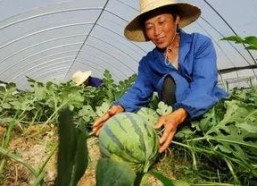 嘉禾望岗娱乐吃瓜,吃瓜群众揭秘幕后故事