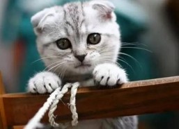 娱乐吃瓜君七七的折耳猫,娱乐吃瓜君的萌宠日常