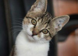 娱乐吃瓜小猫咪小说,小猫咪的娱乐圈冒险之旅